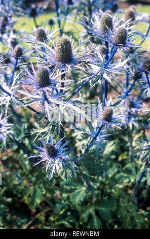 Bed of Eryngium alpinum Blue Star in full flower also called Sea Holly and is a herbaceous perennial that is fully hardy Stock Photo