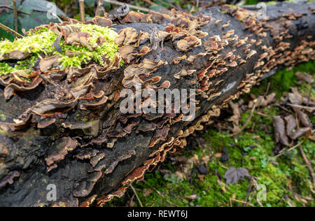 Turkey tail fungi on rotting tree trunk in winter Stock Photo