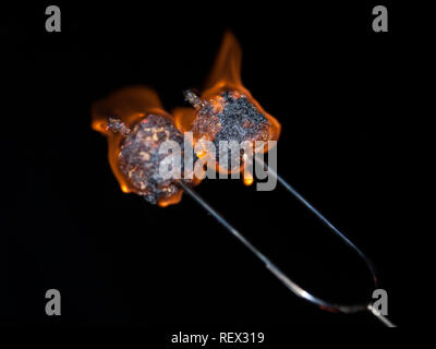 Roasting marshmallows over an open campfire. Stock Photo