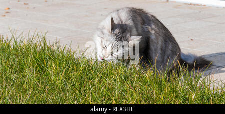Long haired pet of livestock in a garden, siberian purebred.Hypoallergenic female grey silver Stock Photo
