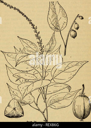 . Emergency food plants and poisonous plants of the islands of the Pacific. Plants, Edible -- Islands of the Pacific; Poisonous plants. 26 QUARTERMASTER CORPS branches and leaves are also used. These are all woody vines, with flowers resembling those of the bean, and narrowly. OlLLBli '41. Figure 110.—Croton oil plant (Croton tigliuTu). winged pods, occurring chiefly in thickets and secondary forests. See paragraph 25 for methods of use and local names. 134. Please note that these images are extracted from scanned page images that may have been digitally enhanced for readability - coloration a Stock Photo