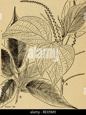. Emergency food plants and poisonous plants of the islands of the Pacific. Plants, Edible -- Islands of the Pacific; Poisonous plants. 20 QUARTERMASTER CORPS by its colored leaves. It is a native of Polynesia and is planted in hedges and near houses throughout Malaya, fre- quently abundant. The young shoots and young leaves may. Figure 52.—Acalypha loilkesiana. be cooked and eaten. There are various other species of this genus, herbs, shrubs, or small trees, all with green leaves, whose young parts may also be similarly prepared and eaten with safety. Local names: Ddun-vidngsi, ddun- ndngsi,  Stock Photo