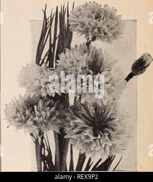 . Dreer's wholesale catalog for florists and market gardeners : autumn 1940 edition. Bulbs (Plants) Catalogs; Vegetables Seeds Catalogs; Flowers Seeds Catalogs; Nurseries (Horticulture) Catalogs; Gardening Equipment and supplies Catalogs. Cramer's Improved PriZr ^. ...n Cineraria Cremer's Improved Prize Strain—Wilt Resistant This is a splendid new strain of Cineraria. It is the result of crossing hybrida nan?, multiflora, hybrida grandiflora, and Stellata. The flowers are larger than those of multiflora. Of very compact habit and small leaved. Contains a wonderful range of desirable col- ors.  Stock Photo