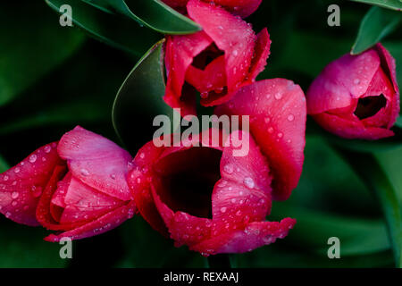 Red tulips in the rain, top view Stock Photo