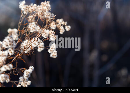 Wildflower seed-heads glowing in sunlight against dark background Stock Photo