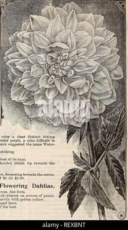 . Dreer's quarterly wholesale price list of seeds, plants &amp;c. : spring edition April 1896 June. Bulbs (Plants) Catalogs; Flowers Seeds Catalogs; Gardening Equipment and supplies Catalogs; Nurseries (Horticulture) Catalogs. 28 DREER'S WHOLESALE PRICE LIST. Set of Twenty Fine Cactus Dahlias. The Cactus Dahlias are now the mosi popular, and are favorites on account of theii graceful appearance; the collection offered below is one of the finest that has ever been brought together. Asia. Of a delicate peach color, very distinct. Cochineal. Brilliant crimson. Ernest Glasse. Rich purplish magenta Stock Photo
