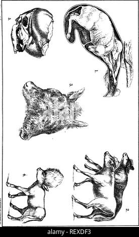 . Special report on diseases of cattle . Cattle. Diseases of Cattle. PLATE XIX.. Please note that these images are extracted from scanned page images that may have been digitally enhanced for readability - coloration and appearance of these illustrations may not perfectly resemble the original work.. United States. Bureau of Animal Industry; Atkinson, V. T. (Vickers T. ), d. 1891. Washington : Govt. Print. Off. Stock Photo