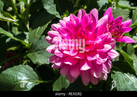 Close up of pink Pinnate Dahlia (Dahlia Pinnata) flower; green leaves visible in the background Stock Photo
