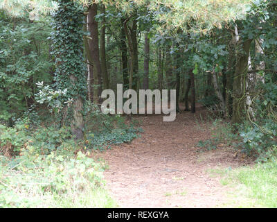 Pathway through the trees in Willingham woods Stock Photo