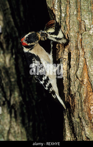 01206-01118 Downy Woodpecker (Picoides pubescens) male feeding nestling at nest cavity   IL Stock Photo