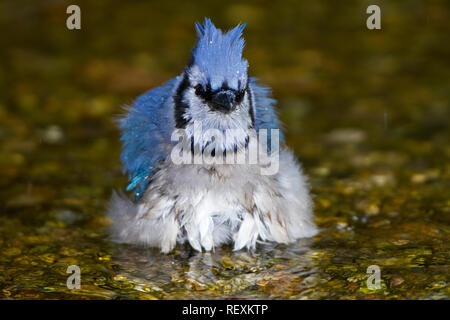 01288-05515 Blue Jay (Cyanocitta cristata) bathing, Marion Co., IL Stock Photo