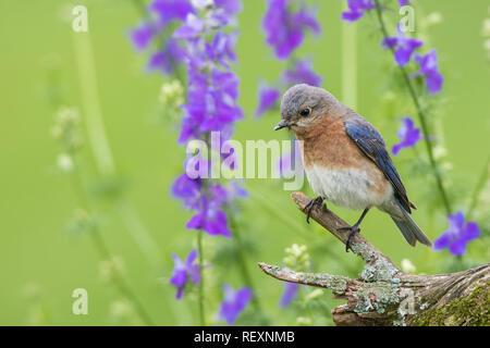 01377-17806 Eastern Bluebird (Sialia sialis) female in flower garden, Marion Co., IL Stock Photo