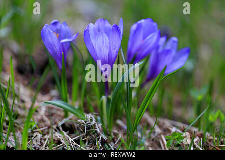 close-up shot of a group of blue crocuses blooming in a mountain meadow on a sunny spring day Stock Photo