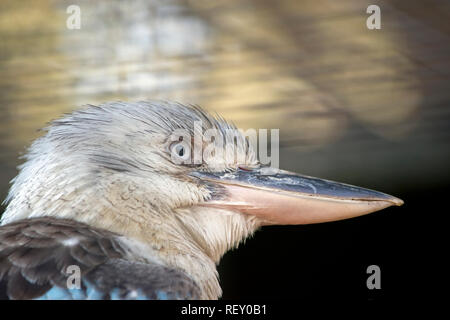 this is a close up of a blue winged kookaburra Stock Photo