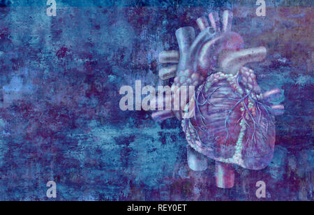 Human heart concept anatomy on a grunge background as a medical health care symbol  or cardiology icon of an inner cardiovascular organ. Stock Photo