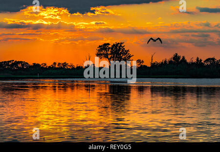 Assateague Island, Berlin Maryland USA Stock Photo