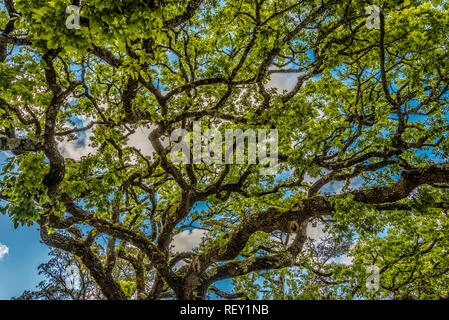 The twisted branches of a large oak tree in the Quinta de Regaleira park Stock Photo