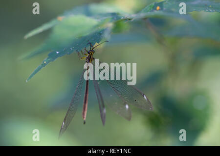 A Damselfly hangs from a leaf in the coastal forest of  Richards Bay, KwaZulu-Natal, South Africa. Stock Photo