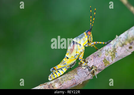 A colorful grasshopper, Orthoptera sp., poses on a twig in the coastal forest of Richards Bay, KwaZulu-Natal, South Africa. Stock Photo