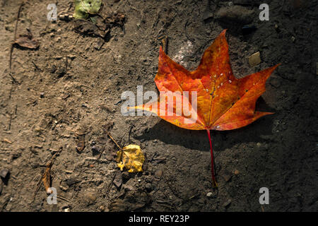 Maple leaf in autumn on the ground, back lit by sun Stock Photo