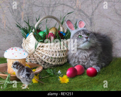 Young kitty in the image of the Ester bunny Stock Photo