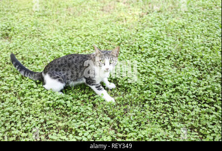 Scared white-gray cat is sitting on green grass. Stock Photo