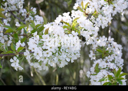 Sweet Cherry 'William's seedling' blossom in Spring. Stock Photo