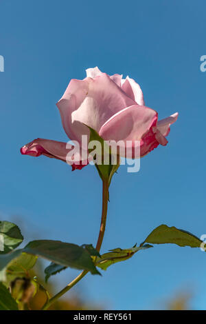 Stem with leaves and bud of a pink rose against the blue sky close-up Stock Photo