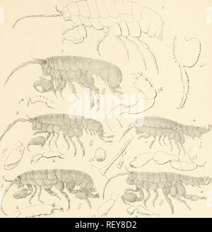. Catalogue of the specimens of amphipodous Crustacea in the collection of the British Museum by C. Spence Bate. Amphipoda. . Please note that these images are extracted from scanned page images that may have been digitally enhanced for readability - coloration and appearance of these illustrations may not perfectly resemble the original work.. British Museum (Natural History). Dept. of Zoology; Bate, Charles Spence, 1818-1889. London Printed by order of the Trustees