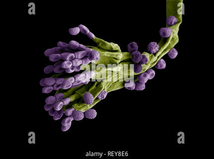 Penicillium fungus. Microscopic EM coloured image of penicillium chrysogenum fungus. Stock Photo