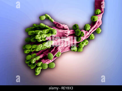 Penicillium fungus. Microscopic EM coloured image of penicillium chrysogenum fungus. Stock Photo