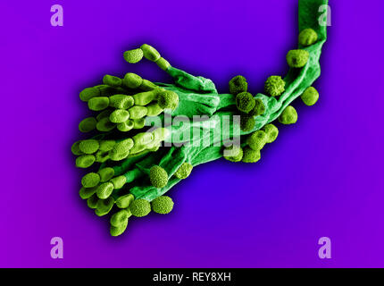 Penicillium fungus. Microscopic EM coloured image of penicillium chrysogenum fungus. Stock Photo