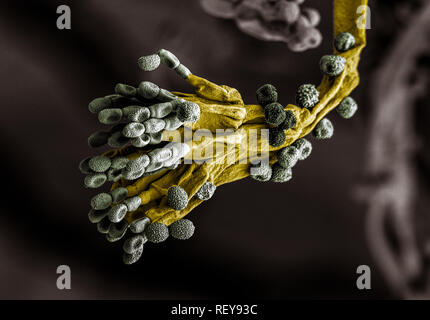 Penicillium fungus. Microscopic EM coloured image of penicillium chrysogenum fungus. Stock Photo