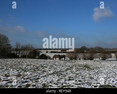 Horses grazing in a snow-covered field in Forest Hill, Oxfordshire, UK Stock Photo