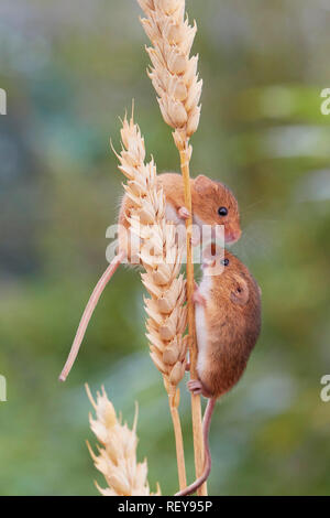 Harvest mice (Micromys minutus) feeding on wheat. This is a common rodent across Eurasia from the Uk to China. Is native to the UK. Stock Photo