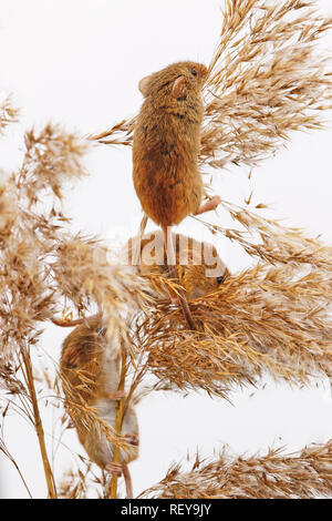 Harvest mice (Micromys minutus) feeding. This is a common rodent across Eurasia from the Uk to China. Is native to the UK. Stock Photo