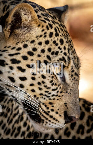 close-up-leopard-face-rey9x5.jpg