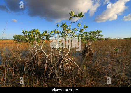 Dwarf Mangrove Trees in late afternoon light in Everglades National Park, Florida. Stock Photo