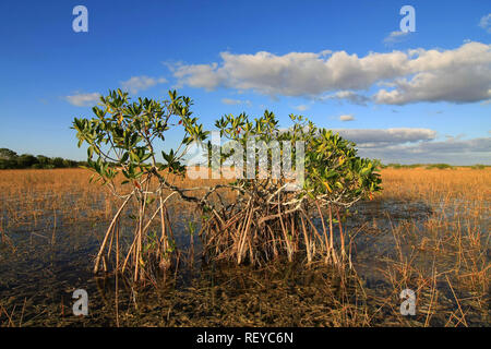 Dwarf Mangrove Trees in late afternoon light in Everglades National Park, Florida. Stock Photo