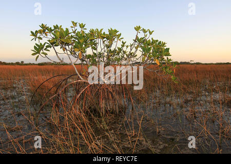 Dwarf Mangrove Trees in late afternoon light in Everglades National Park, Florida. Stock Photo