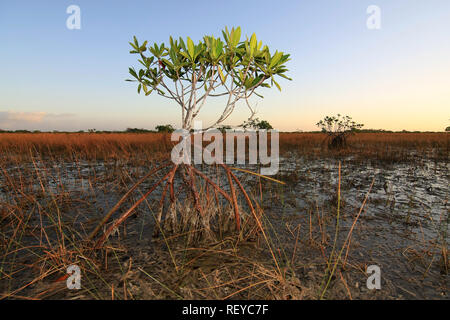 Dwarf Mangrove Trees in late afternoon light in Everglades National Park, Florida. Stock Photo