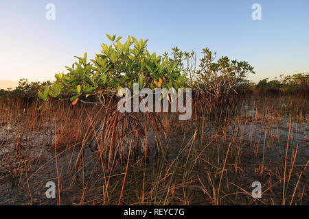 Dwarf Mangrove Trees in late afternoon light in Everglades National Park, Florida. Stock Photo