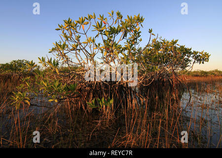 Dwarf Mangrove Trees in late afternoon light in Everglades National Park, Florida. Stock Photo