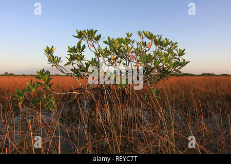 Dwarf Mangrove Trees in late afternoon light in Everglades National Park, Florida. Stock Photo