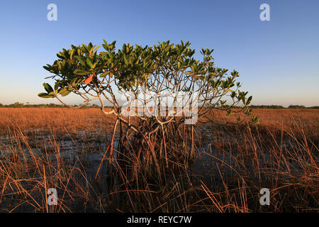 Dwarf Mangrove Trees in late afternoon light in Everglades National Park, Florida. Stock Photo