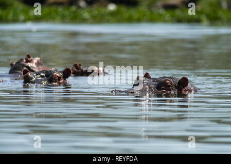A group or pod of East African hippopotamus (Hippopotamus amphibius) or hippos partially submerged in water, Lake Naivasha, Kenya Stock Photo