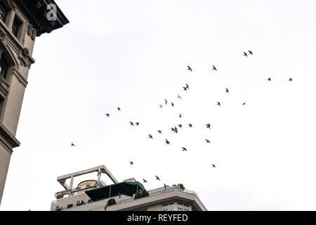 New York, USA, 16 January 2019. A dole of doves is seen flying between buildings over New York City's Seventh Avenue in midtown Manhattan.  Photo by E Stock Photo