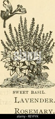 . Dreer's Open-air vegetables. Vegetable gardening. [from old catalog]. I30 dreer's open-air vegetables. THYME. The two varieties most commonly grown are Broad- leaved English and French Summer. The Philadelphia market men start Thyme in seed beds, and transplant to the open ground in rows a foot apart, with plants about the same distance apart in the rows. Large patches of Thyme are grown in this manner. OTHER &quot;mints.&quot; The other members of the sweet- scented group mentioned above are of less comparative commercial value. They should be sown in spring, in good soil, kept free from we Stock Photo