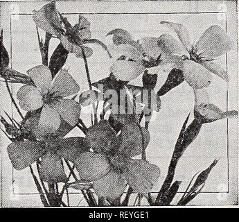 . Dreer's novelties and specialties 1939 : 101 years of Dreer quality seeds plants bulbs. Flowers Seeds Catalogs; Vegetables Seeds Catalogs; Nurseries (Horticulture) Catalogs; Gardening Equipment and supplies Catalogs. Viola cornuta Viola cornuta |hp| a ® 4409 Arkwright Ruby. Large fragrant rosy crimson blooms shaded terra cotta. Pkt. 20c; special pkt. 7Sc. 4413 Chantreyland. A striking variety with lovely rich apricot blooms. Of true cornuta type bearing great quantities of exceptionally showy blooms. Pkt. 20c; special pkt. 75c.. Viscaria Blue Pearl Viscaria ® The two Viscarias offered below  Stock Photo