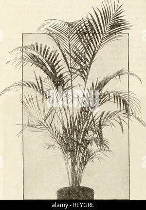. Dreer's midsummer list 1934. Flowers Seeds Catalogs; Fruit Seeds Catalogs; Vegetables Seeds Catalogs; Nurseries (Horticulture) Catalogs; Gardening Equipment and supplies Catalogs. 24 Decorative Palms Their tropical splendor and their ease of culture make Palms most desirable house plants. They also add an artistic touch if used on the porch and at times they are placed outdoors in the gar- den during the summer time. They are easy to grow requiring a minimum of care at all seasons. Kentia Forsteriana. This has broader and heavier foliage than Bcliiuireana. It is equally as desirable and alwa Stock Photo